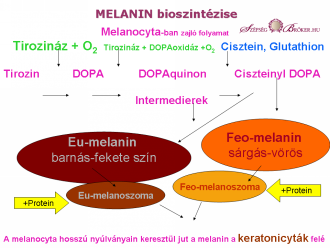 Bőrhalványító hatóanyagok tárháza 2.kép