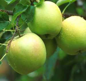 Malus domestica - svájci alma Malus domestica - svájci alma