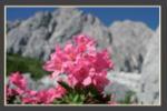 Rosalpine - svájci rózsa Rosalpine - svájci rózsa