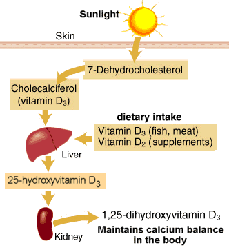 D-vitamin a szürke napokra 2.kép