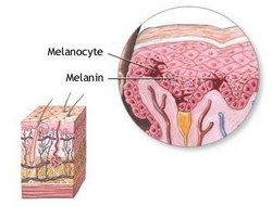 A melanin képződés folyamata