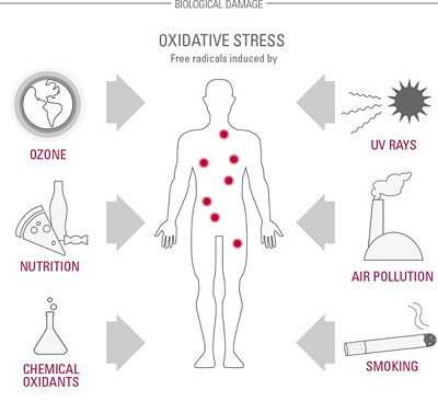 Epigenetikai faktorok: a környezet oxidatív stressz hatására a genetikus faktorok módosulnak=kollagénlebontás felgyorsul