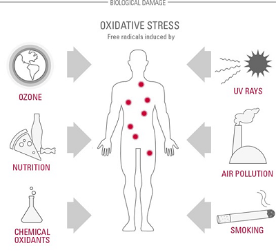 Epigenetikai faktorok: a környezet oxidatív stressz hatására a genetikus faktorok módosulnak=kollagénlebontás felgyorsul Epigenetikai faktorok: a környezet oxidatív stressz hatására a genetikus faktorok módosulnak=kollagénlebontás felgyorsul