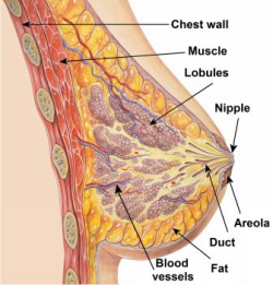 A mell anatómiája