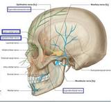 A kék négyzettel keretezett idegeket blokkolják a migrén elleni műtéteknél