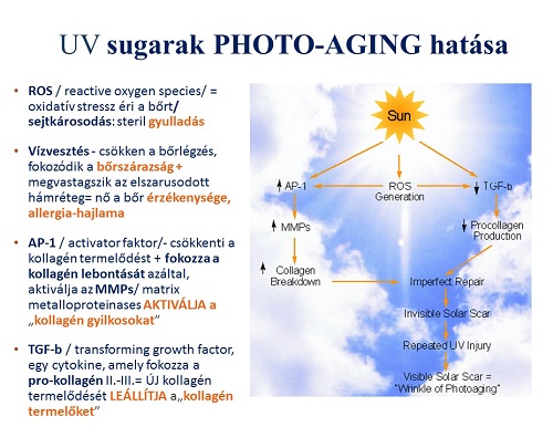 Photo-Aging folyamata / ROS Photo-Aging folyamata / ROS