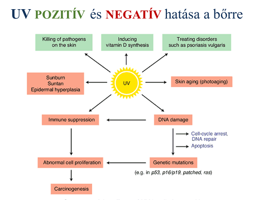 UV sugarak pozitív és negatív hatásai UV sugarak pozitív és negatív hatásai