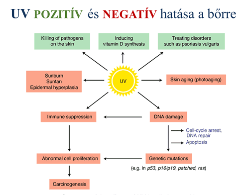 UV sugarak pozitív és negatív hatásai