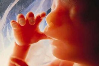 Az embrionális élet 12. hetéig differenciálatlanok az őssejtek