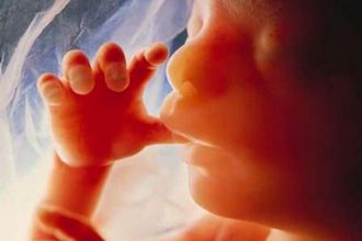 Az embrionális élet 12. hetéig differenciálatlanok az őssejtek Az embrionális élet 12. hetéig differenciálatlanok az őssejtek